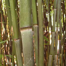 Bambu Phyllostachys bissetii
